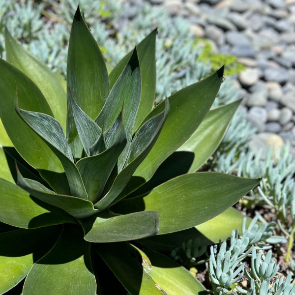 Succulents and river stones in plaza planters